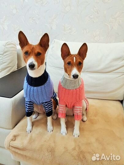 Свитер для басенджи