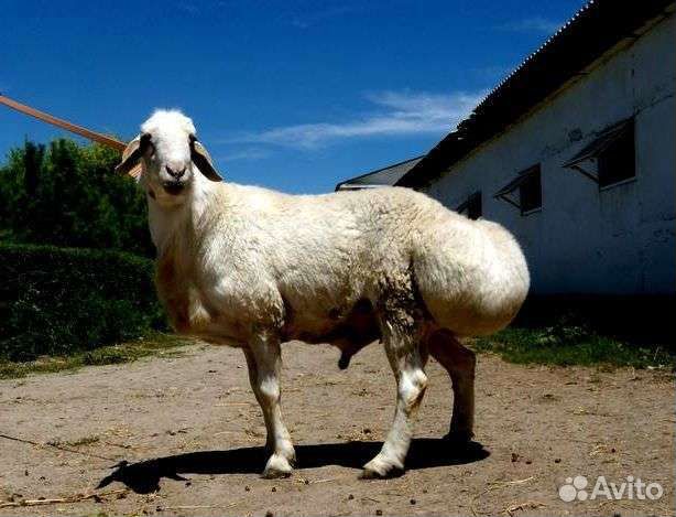 Бараны, овцы