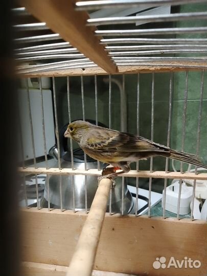 Канарейки овсяночного напева