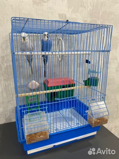 Волнистые попугаи с клеткой