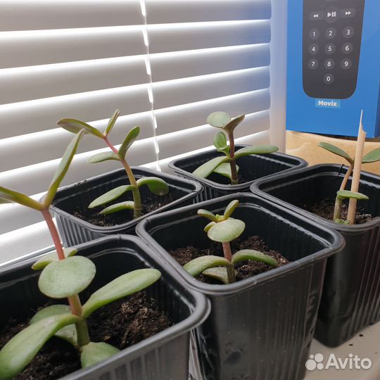 Красула толстянка денежное дерево