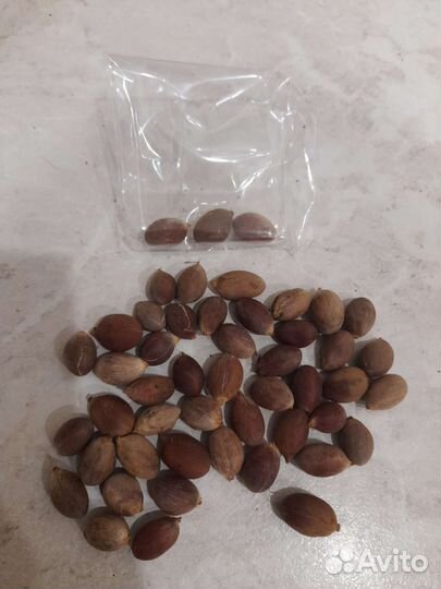 Семена пальмы Трахикарпус/Хамеропс