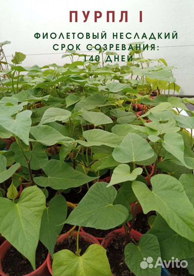Батат для выращивания