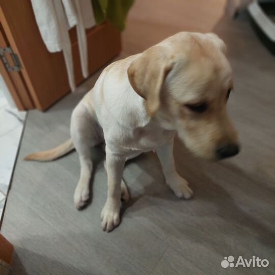 Щенки лабрадора бесплатно