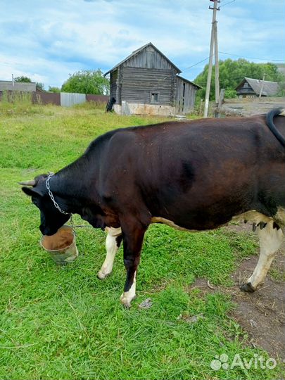 Корова и телёнок