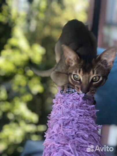 Абиссинский кот вязка