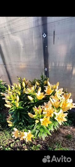 Луковицы лилий