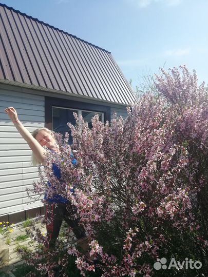 Саженцы миндаля декоративного