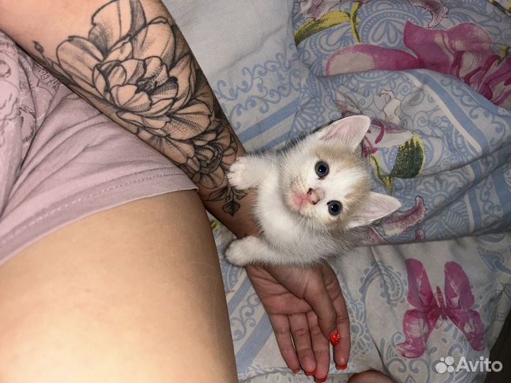 Продаем милейших котят