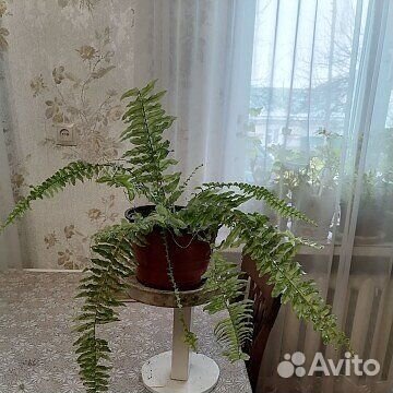 Папоротник Tiger Fern, ажурный миниатюрный