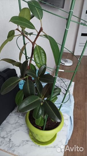 Фикус каучуконосный большой