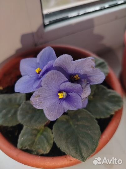 Фиалки листочками