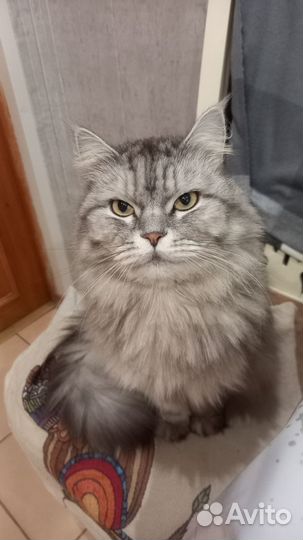 Кошки