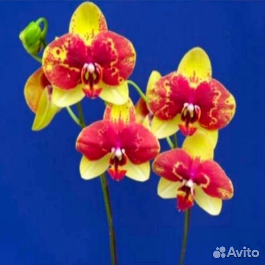 Sky Lantern орхидея