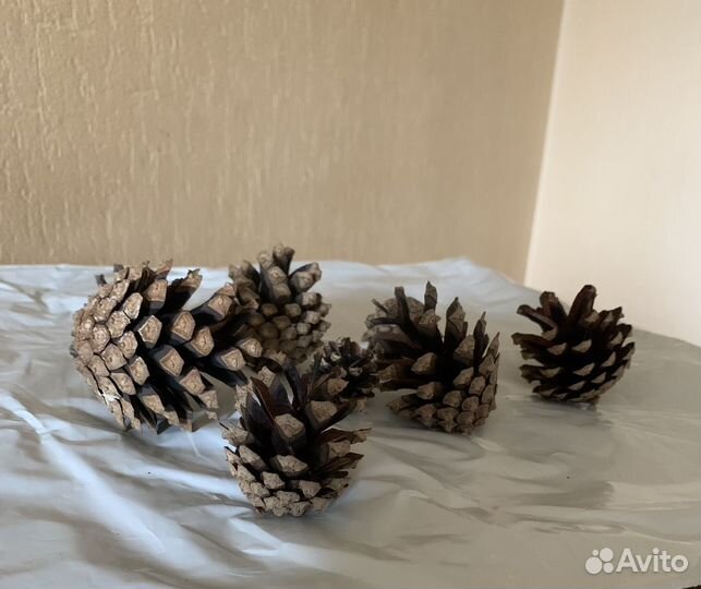 Шишки сосновые