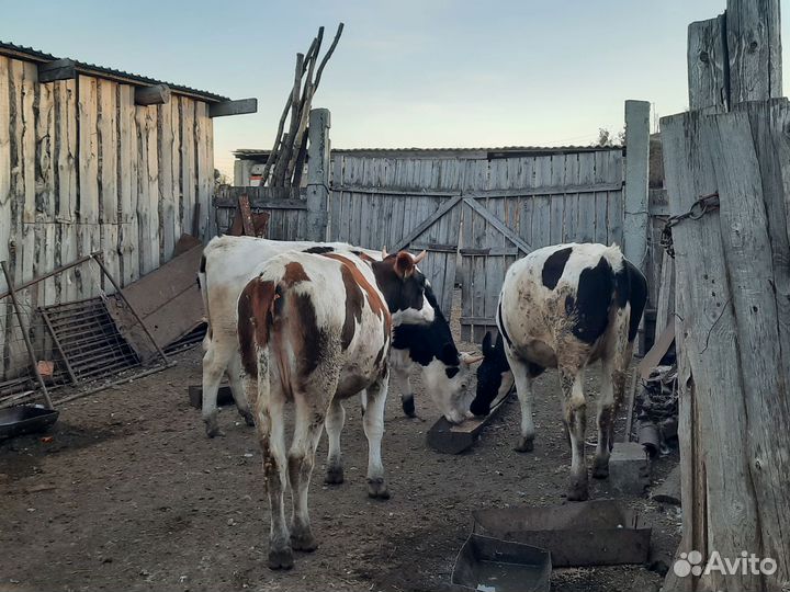 Телки и быки