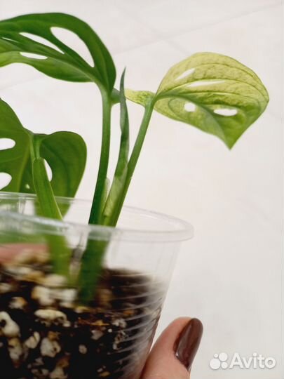 Монстера адансона триколор