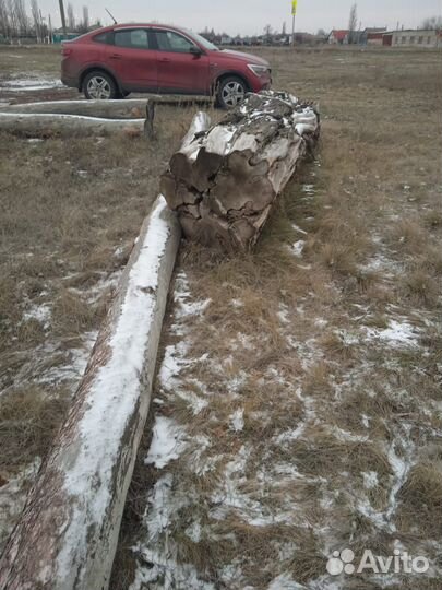 Ствол акации