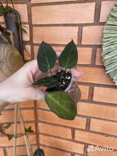 Сциндапсусы и эпипремнумы