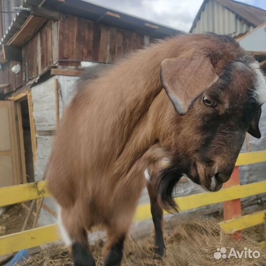 Козел -услуги вязки