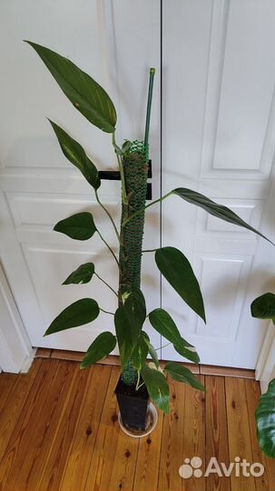 Эпипремнум пиннатум жёлтый