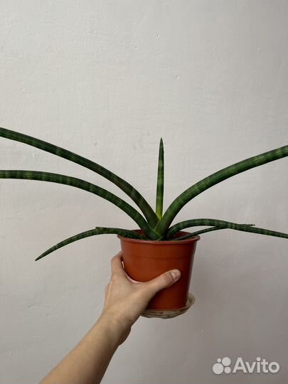 Сансевиерия