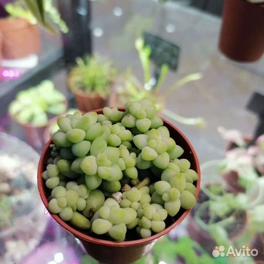 Суккуленты, доставка по городу и краю