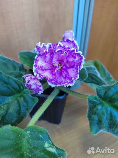 Сортовые фиалки