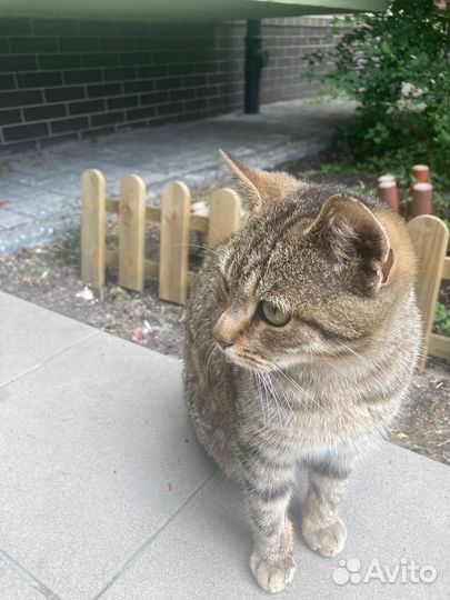 Молодой кот ищет дом