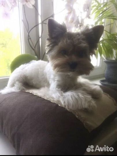 Щенки бивер йорка мини