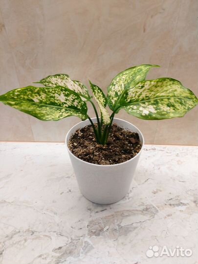 Аглаонема Ферст Даймонд