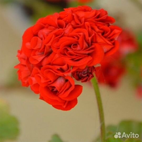 Сортовые пеларгонии