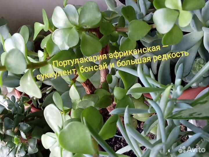 Сбор комнатных растений