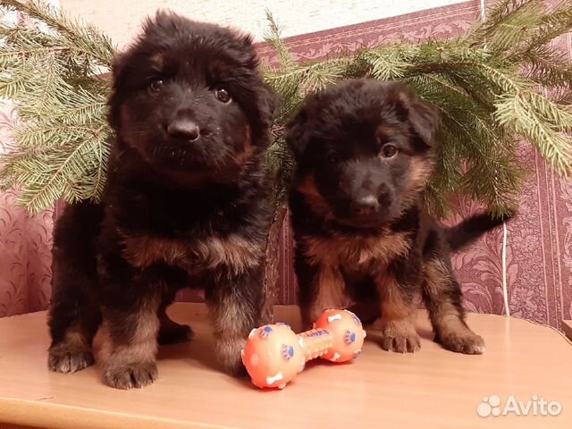 Щенок немецкой овчарки 1 месяц. Немецкая овчарка зонарного окраса 2 месяца. Щенки овчарки 1 месяц. Немецкая овчарка щенок 1 день. Овчарка щенок 1 год.