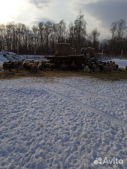 Овцы на курбан байрам