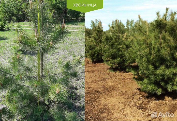 Сосна обыкновенная из питомника