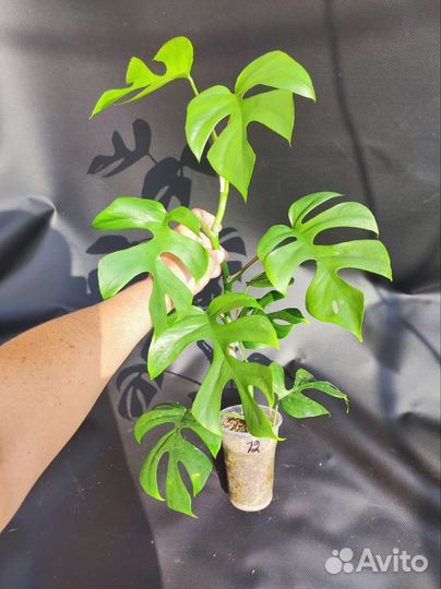 Рафидофора тетрасперма (Монстера Минима)