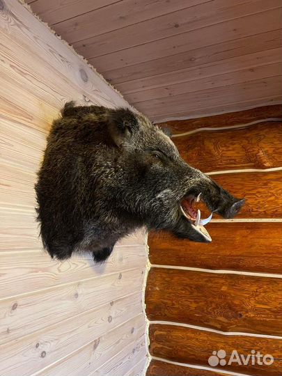 Голова кабана (чучело)