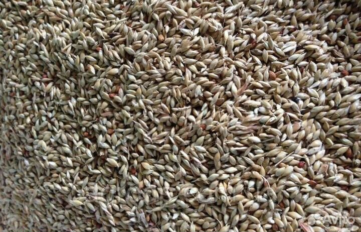 Семена суданской травы