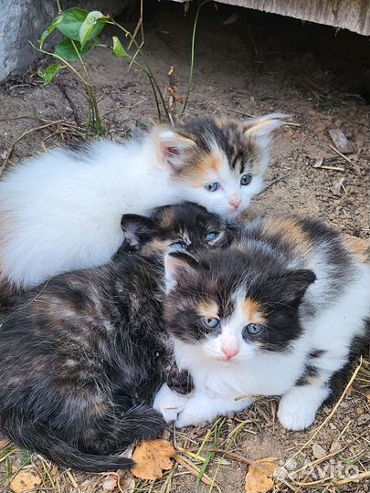 Трехцветные котята в добрые руки