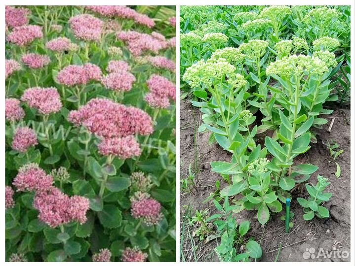 Многолетние растения для сада