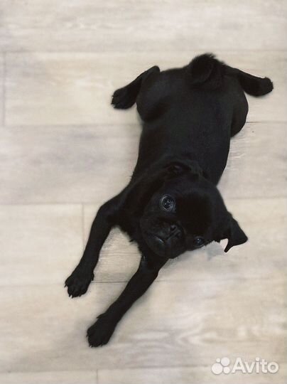 Продам мопса