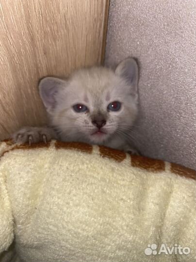 Отдам в добрые руки