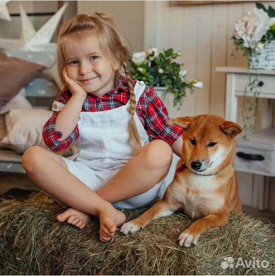 Собака для фотосессии