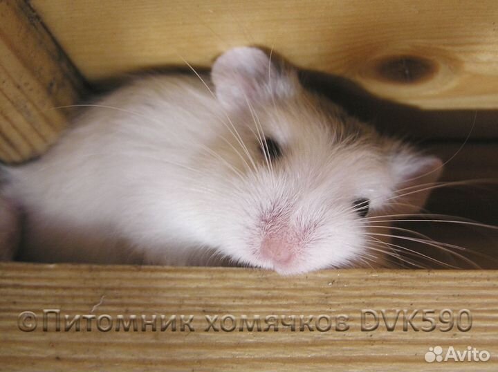 Самый маленький хомячок