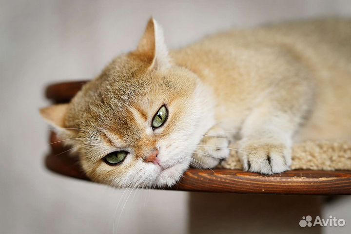 Шотландская золотая Девочка