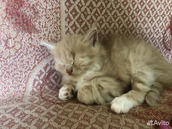 Котята