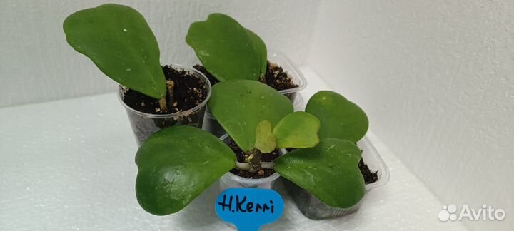 Продам цветы комнатные Хойя