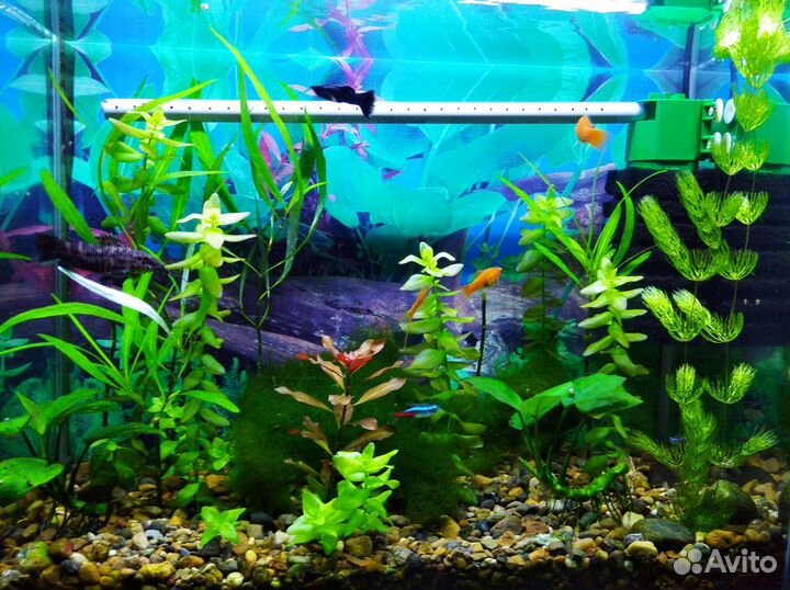 Растения для аквариума