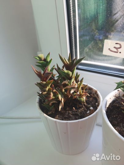 Кактусы и суккуленты